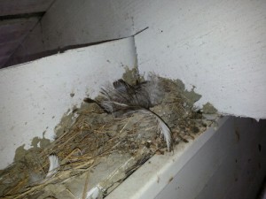 Birds cannot be occupying a nest when it is removed