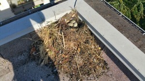 roof bird nest eggs