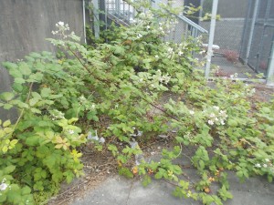 A picture of vegetation growing on the roof.